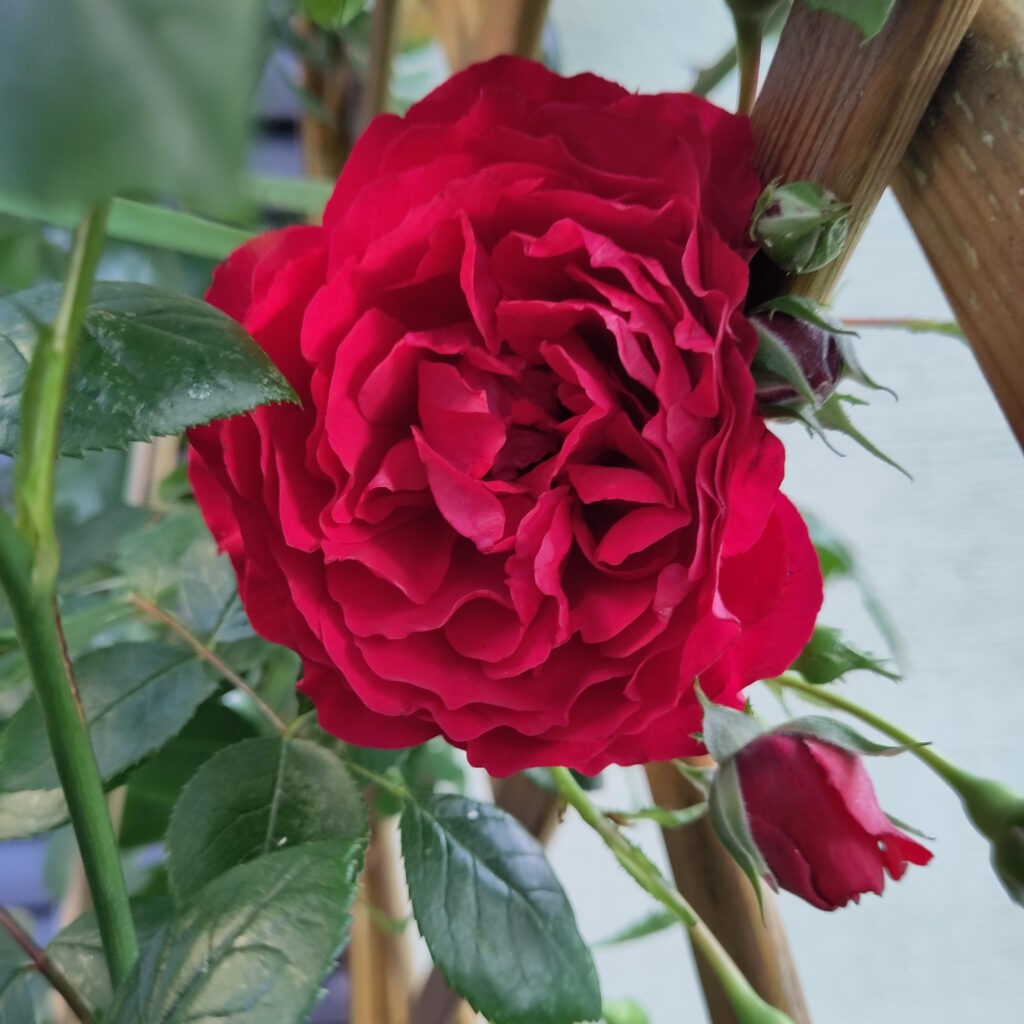Wenn Nachhaltigkeit eine Farbe hätte, wäre sie rot wie eine Rose.